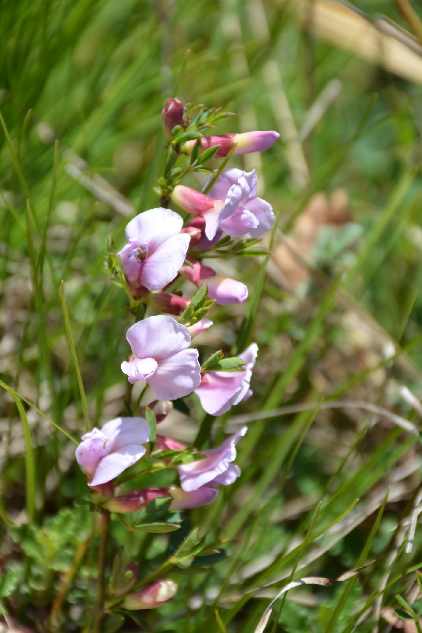 Cytisus purpureus / Citiso purpureo